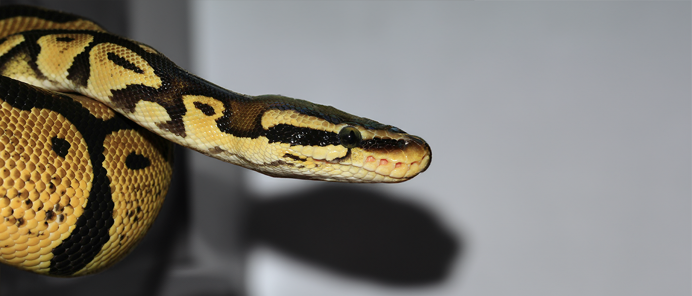 image of a snake