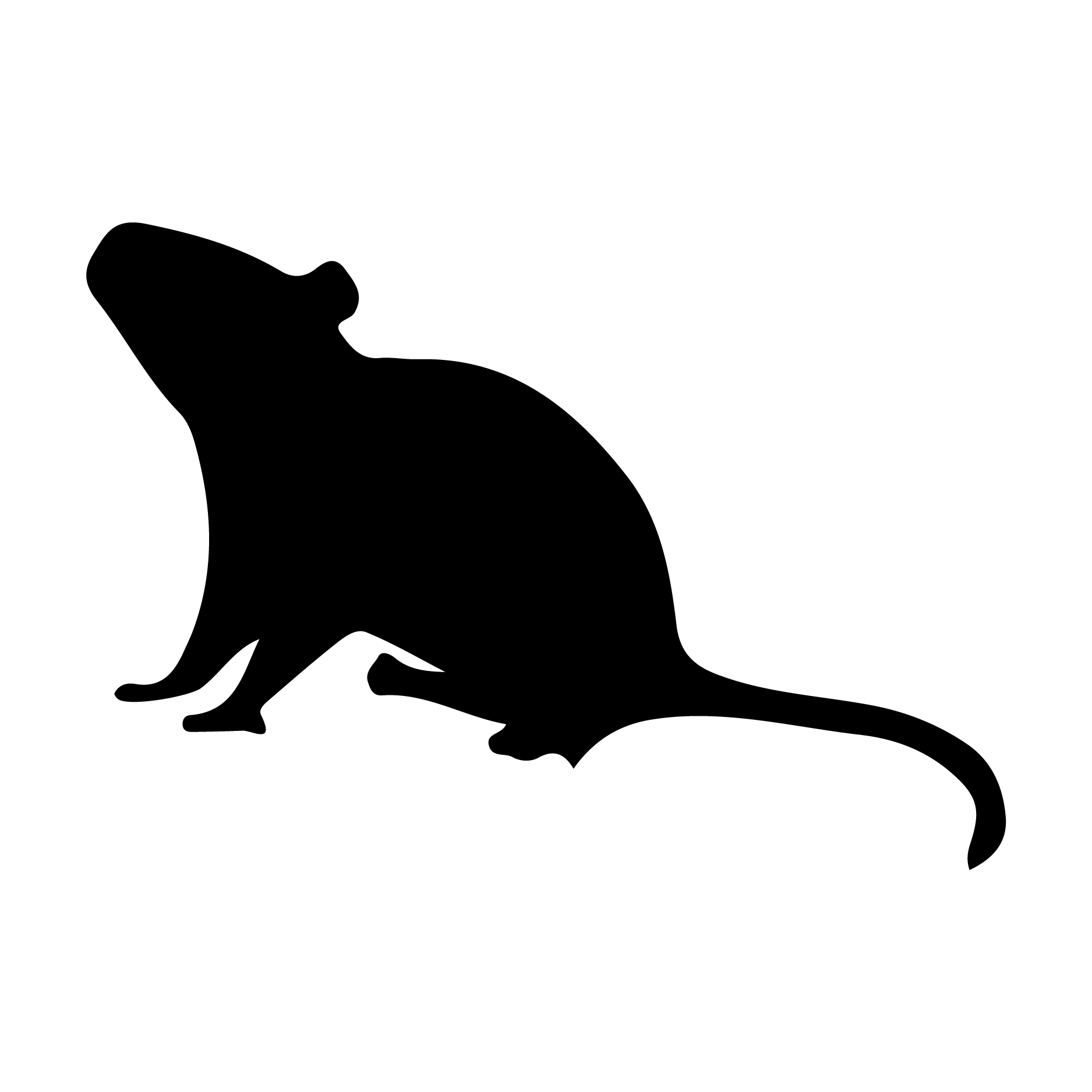 rodent image